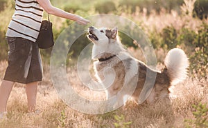 Loyal dog with girl while walking