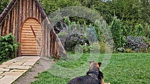 Loyal dog guards the house looking around as lying down in the yard. Faithful pet concept. Countryside background