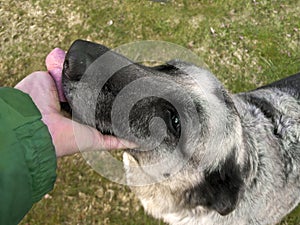 Loyal dog licking hand