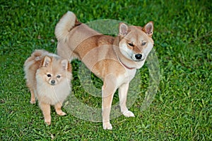 Loyal friend.Shiba inu and pomeranian puppy