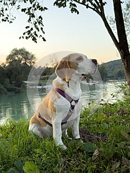 A loyal and friendly companion beagle
