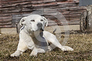 Loyal Male American Bulldog