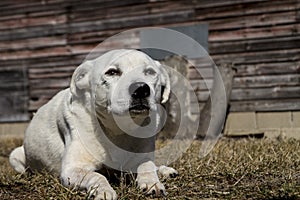 Loyal Male American Bulldog