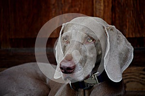 A loyal Weimaraner 2 photo