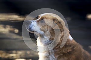 A loyal white-red dog sits and waits for a command