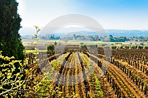 Vineyards in Loziere photo