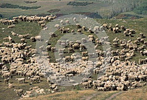 Herd of sheep crowd in farm in spring time