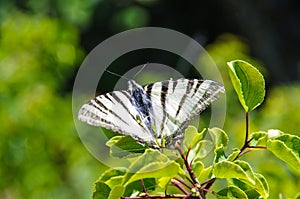 Lphiclides podalirius butterfly