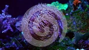 LPS duncan coral polyp head move tentacle on oral disc in strong flow, fluorescent animal, perfect pet for beginner aquarist