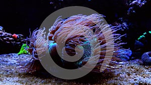 LPS Elegance coral in reef aquarium - Catalaphyllia Jardinei photo