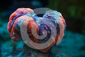 LPS lobed brain coral polyp animal in strong current, live rock ecosystem, demanding pet closed in stress for experienced aquarist