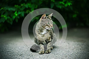 A ltabby wild cat with green eyes sits against a background of dark green foliage in the summer