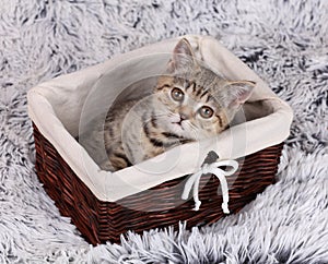 Lttle kitten sitting in a basket