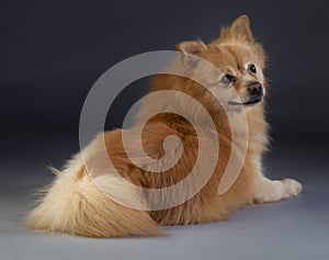 Lu german medium spitz