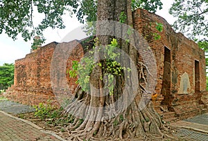 The Luang Phor Khao Ancient Viharal Ruins Covered with Tree Roots at Wat Khun Inthapramun Temple, Thailand