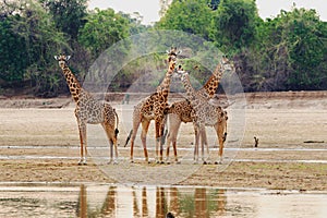 Luangwa River with Giraffes standing on the dry riverbed. South Luangwa, Zambia