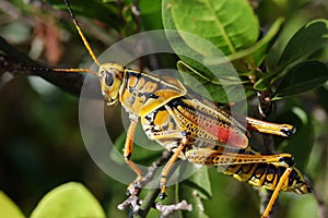 Lubber Grasshopper