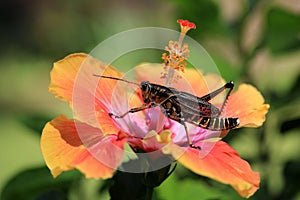 Lubber Grasshopper on Hibiscus flower