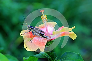 Lubber Grasshopper on Hibiscus flower