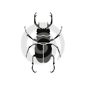 Lucanid beetle icon