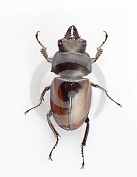 Lucanus