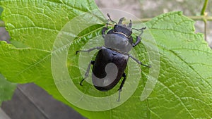 Lucanus cervus photo