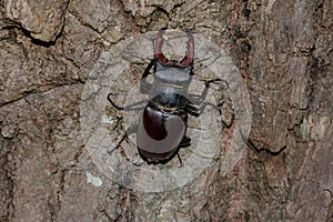 Lucanus cervus climbing on an oak