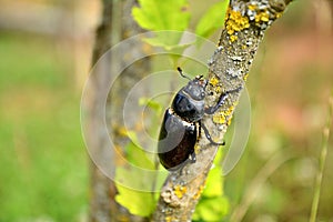 Lucanus cervus, the European stag beetle, female on brunch of tree