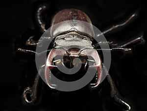 Lucanus cervus insect is listed in the Red Book