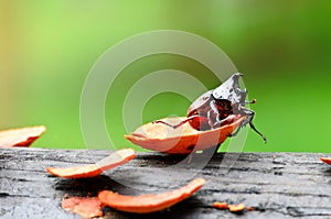 Lucanus cervus (stag beetle)