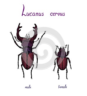 Lucanus cervus, stag beetle family Lucanidae male and female sexual dimorphism, drawing photo