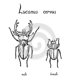 Lucanus cervus, stag beetle family Lucanidae male and female sexual dimorphism, drawing