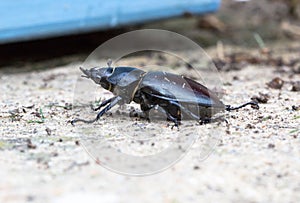 Lucanus cervus, stag beetle female walking in garden