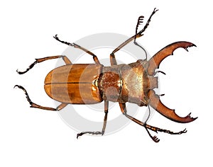 Lucanus cervus stag beetle isolated on white