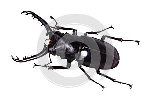 Lucanus cervus stag beetle isolated on white