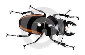 Lucanus cervus stag beetle isolated on white