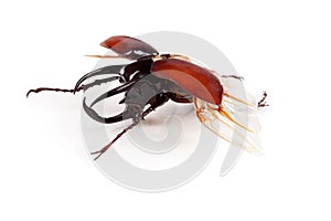 Lucanus cervus stag beetle isolated on white.