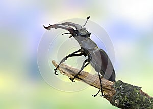Lucanus cervus (Stag beetle) (male)