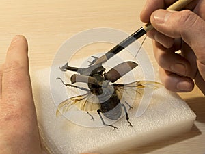 Lucanus cervus Stag beetle restavration Straightened out photo