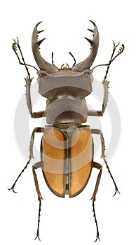 Lucanus laetus