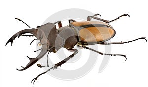 Lucanus laetus