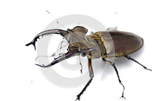 Lucanus maculifemoratus taiwanus