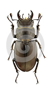 Lucanus tetraodon