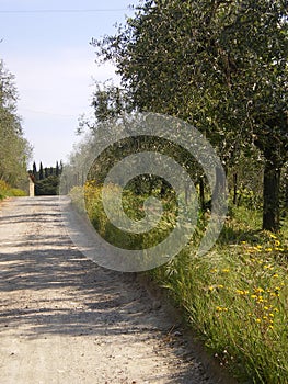 Lucca Tuscany  countryside road with olivetrees