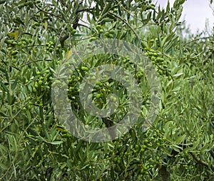 Lucca_Tuscany, Italy