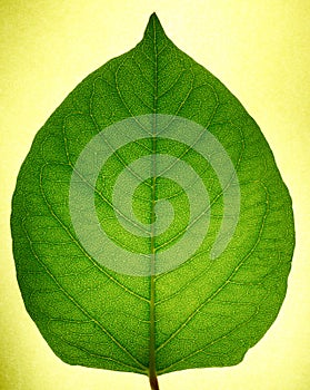 Lucent leaf photo