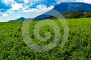 Lucerna fields in the mountains