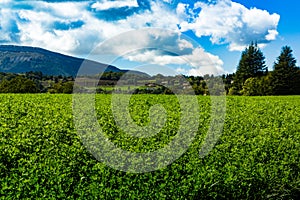 Lucerna fields in the mountains