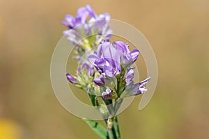 Lucerne medicago sativa flowers