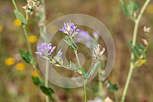 Lucerne medicago sativa flowers